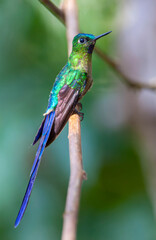 Violet-tailed Sylph, Aglaiocercus coelestis coelestis
