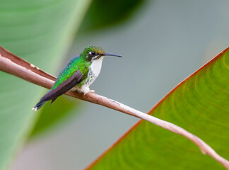 White-booted Racket-tail, Ocreatus underwoodii melanantherus