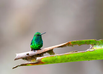 Western Emerald, Chlorostilbon melanorhynchus