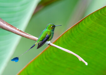 White-booted Racket-tail, Ocreatus underwoodii melanantherus