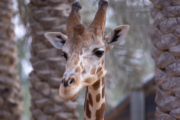 Fototapeta premium Abu Dhabi, December 29, 2021. Giraffe in captivity at Emirates Park Zoo, United Arab Emirates