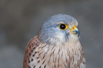 European kestrel also known as Eurasian kestrel or Old World kestrel, close up detailed shot in natural habitat