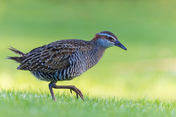 Buff-banded Rail, Hypotaenidia philippensis assimilis