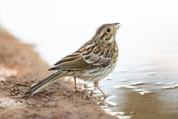 Cirlgors, Cirl Bunting, Emberiza cirlus