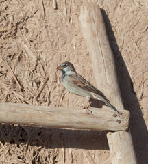 House Sparrow, Passer domesticus tingitanus