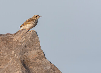 Berthelot's Pipit, Anthus berthelotii madeirensis