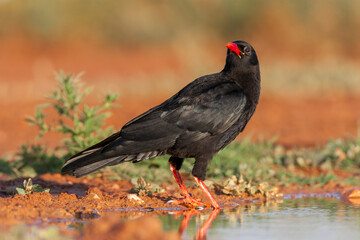 Red-billed Chough, Pyrrhocorax pyrrhocorax