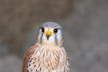 European kestrel also known as Eurasian kestrel or Old World kestrel, close up detailed shot in natural habitat