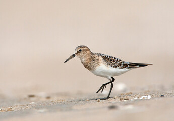 Bairds Strandloper, Bairds Sandpiper, Calidris bairdii,