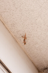 Close-up of a small gecko clinging to a textured wall indoors, displaying its adaptability and natural camouflage against rough surfaces.