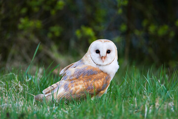Kerkuil, Barn Owl, Tyto alba