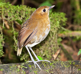 Caldasmierpitta, Brown-banded Antpitta, Grallaria milleri