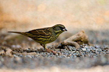 Maskergors, Black-faced Bunting, Emberiza spodocephala