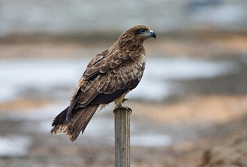Black-eared Kite, Zwartoorwouw, Milvus lineatus