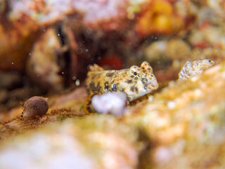可愛いコウワンテグリ（ネズッポ科）の幼魚他。
英名学名：Ocellated dragonet, Neosynchiropus ocellatus
静岡県伊豆半島賀茂郡南伊豆町中木ヒリゾ浜2024年
