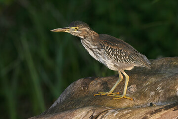 Green Heron, Groene Reiger, Butorides virescens