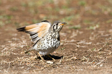 Fototapeta premium Groundscraper Thrush, Psophocichla litsitsirupa