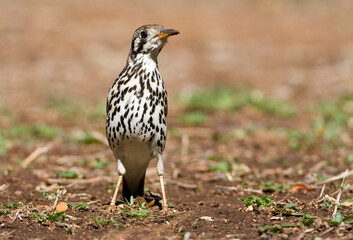 Groundscraper Thrush, Psophocichla litsitsirupa