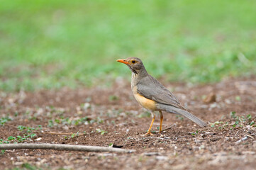 Kurrichane Thrush, Turdus libonyana