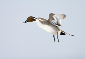 Northern Pintail, Pijlstaart, Anas acuta