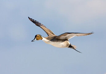 Northern Pintail, Pijlstaart, Anas acuta