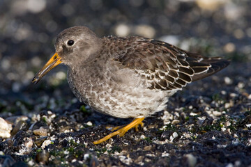 Purple Sandpiper, Paarse Strandloper, Calidris maritima