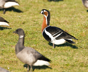 Roodhalsgans, Red-breasted Goose, Branta ruficollis