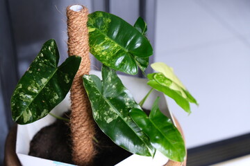 Philodendron burle marx variegated mixed colors   © Tyas Indayanti