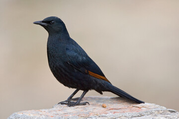 Obraz premium African Red-winged Starling, Onychognathus morio