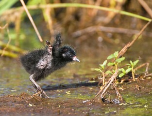 Porseleinhoen, Spotted Crake, Porzana porzana