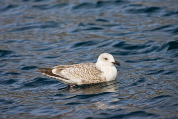 Vega Meeuw, Vega Gull, Larus vegae