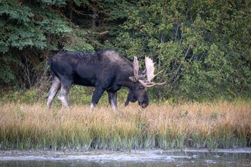 Moose at Schwabacher Landing in Grand Teton Nati