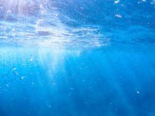 美しいムロアジ（アジ科）の群れ。半水面撮影。

英名学名：Horse scad mackerel (Decapterus muroadsi)
静岡県伊豆半島賀茂郡南伊豆町中木ヒリゾ浜2024年
