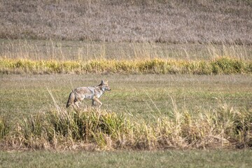 Coyote Hunting in Grand Teton National Park