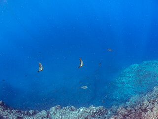 美しく不思議なツバメウオ（ツバメウオ属）のペア他。
英名学名：Longfin Batfish, Platax teira
静岡県伊豆半島賀茂郡南伊豆町中木ヒリゾ浜2024年
