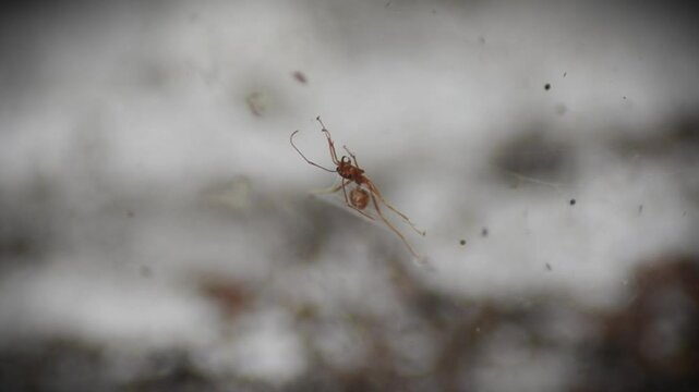 a long-legged spider preys on red ants and wraps them in its web