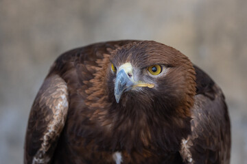 Golden Eagle (Aquila chrysaetos) bird of prey close up detailed shot