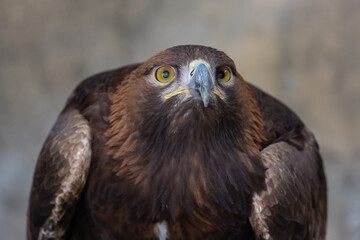 Golden Eagle (Aquila chrysaetos) bird of prey close up detailed shot