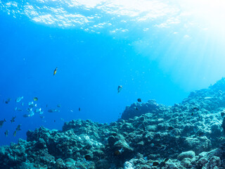 逆光の美しいホウライヒメジ（ヒメジ科）他の群れ。
英名学名：Whitesaddle goatfish (Parupeneus ciliatus)
静岡県伊豆半島賀茂郡南伊豆町中木ヒリゾ浜2024年
