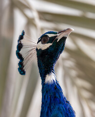 Peacock peafowl in wildlife conservation park in Abu Dhabi, United Arab Emirates