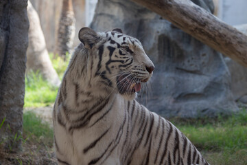 White Bengal Tiger held in captivity at Emirates Park Zoo, Abu Dhabi, UAE