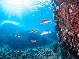 逆光の美しいホウライヒメジ（ヒメジ科）他の群れ。
英名学名：Whitesaddle goatfish (Parupeneus ciliatus)
静岡県伊豆半島賀茂郡南伊豆町中木ヒリゾ浜2024年
