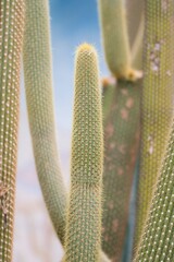 Close-Up of Cactus: Unique Desert Plant