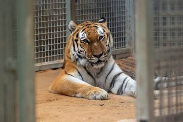 Tiger in captivity at Emirates Park Zoo, Abu Dhabi, United Arab Emirates