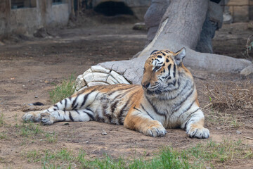 Tiger in captivity at Emirates Park Zoo, Abu Dhabi, United Arab Emirates