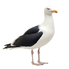 Obraz premium Elegant Seagull Standing on the Beachfront, isolated, transparent background, white background, no background