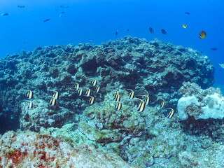 美しいツノダシ（ツノダシ科）の群れ。
英名、学名：Moorish Idol (Zanclus...