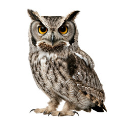 Fototapeta premium Majestic Owl Perched with Intense Gaze, isolated, transparent background, white background, no background