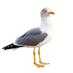 Obraz premium Realistic Seagull Illustration, isolated, transparent background, white background, no background