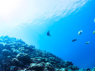 美しく不思議なツバメウオ（ツバメウオ属）のペア他。
英名学名：Longfin Batfish, Platax teira
静岡県伊豆半島賀茂郡南伊豆町中木ヒリゾ浜2024年
